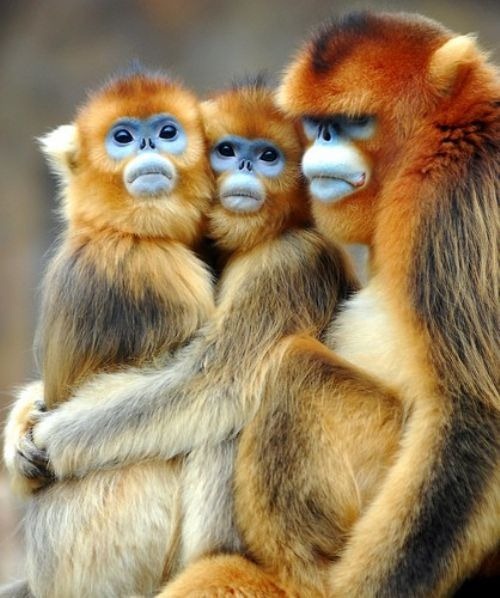 monkey-business-32