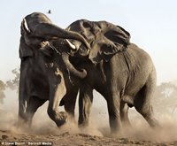 Elephants fighting