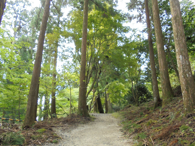 比叡山延暦寺の森