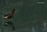 Duck on Blenheim Pond