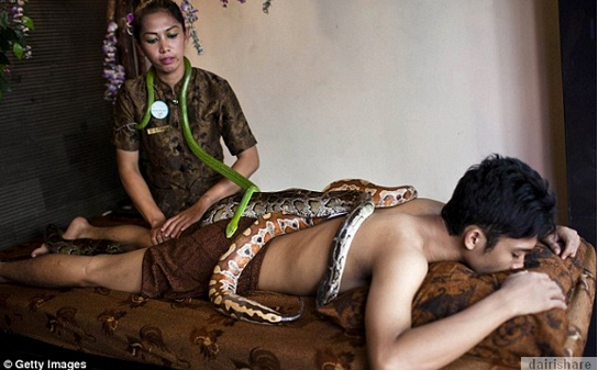 spa di Jakarta menjalankan urutan badan menggunakan ular sawa