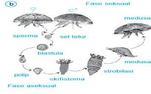 Pertumbuhan dan Perkembangan pada Ubur-ubur