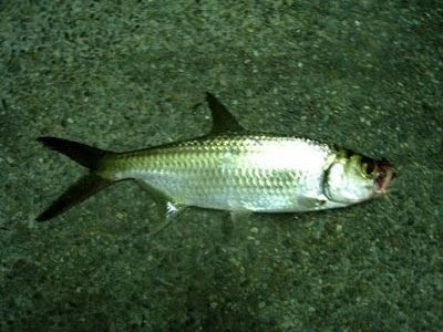 Indo-Pacific Tarpon also know as Hai Leng 大眼海鲢 or Ikan Bulan Caught at Woodland Jetty Fishing Hotspots was created to share with those who are interested in fishing on tips and type of fishes caught around Woodland Jetty Fishing Hotspots.