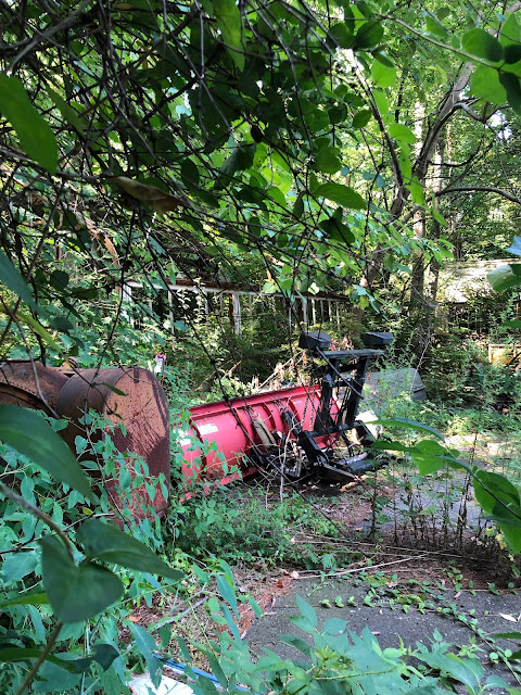 Old greenhouse emerging from the forest.