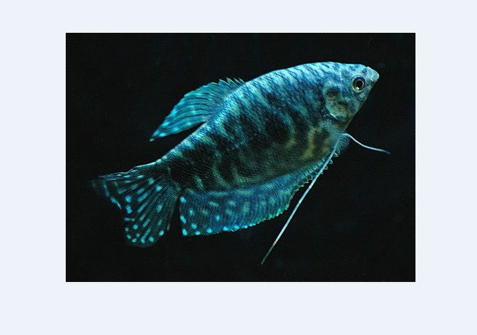  Gambar  Jenis Ikan  Cupang Alam Aduan Hias  Mask Terutama 