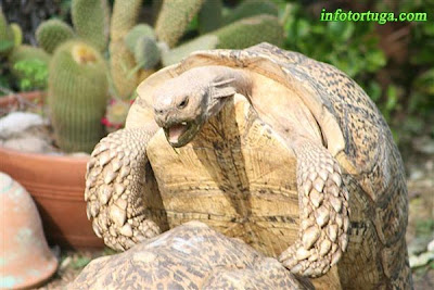 Stigmochelys pardalis somalica