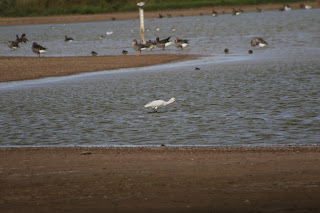 Spoonbill