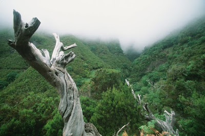 Fã da Madeira