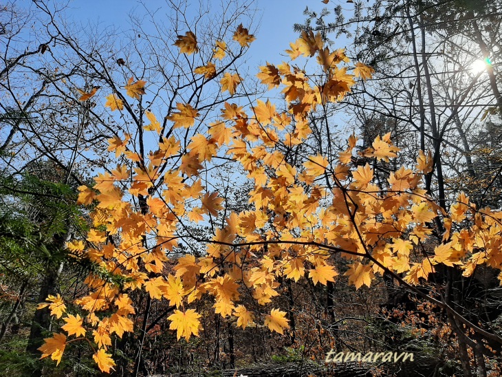 Клён ложнозибольдов (Acer pseudosieboldianum)