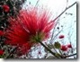 calliandra tweedii