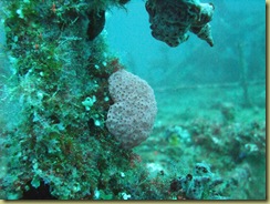 Hard Coral