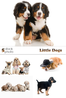 Little Dogs Stock Photos