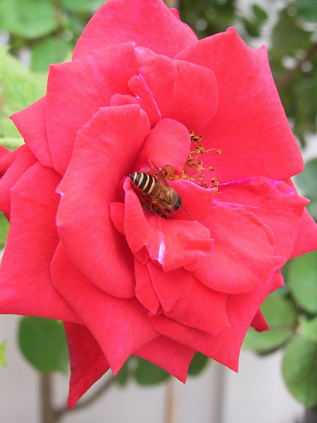 Rosa Sifu  Si Pencinta Bunga Mawar: Red roses red roses