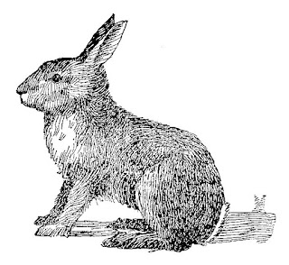 rabbit stock illustration digital download 
