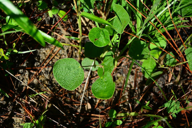 Rhynchosia reniformis