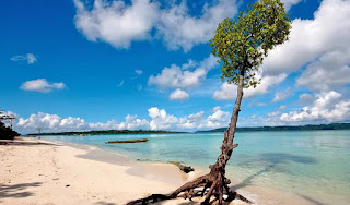 beach image with tree