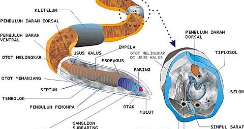  SISTEM  PERNAPASAN  PADA CACING VERMES  Materi dan Tugas