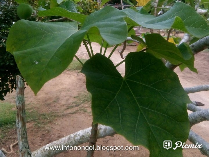  Manfaat  daun  dan buah jarak  pagar INFO NONGOL