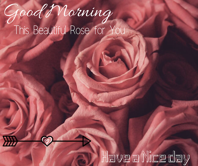 many nice Good Morning  Images with Rose 