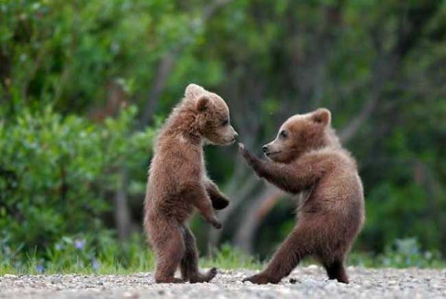 cute baby bear fight