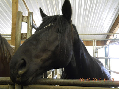 Black Thoroughbred with Percheron warmblood cross