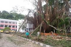 Pecinta Lingkungan Sayangkan Penebangan Pohon Beringin Kantor Gubernur