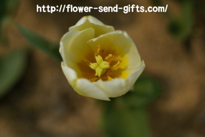 tulip-DSC07944