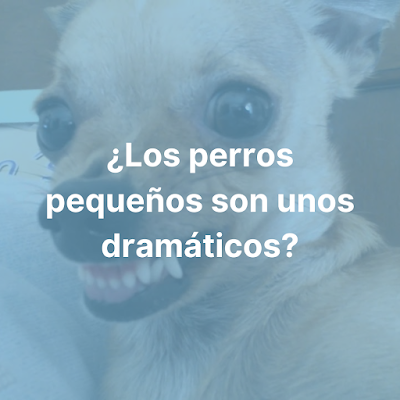 ¿Los perros pequeños son unos dramáticos?