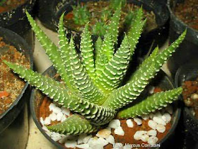 Haworthia Pumila