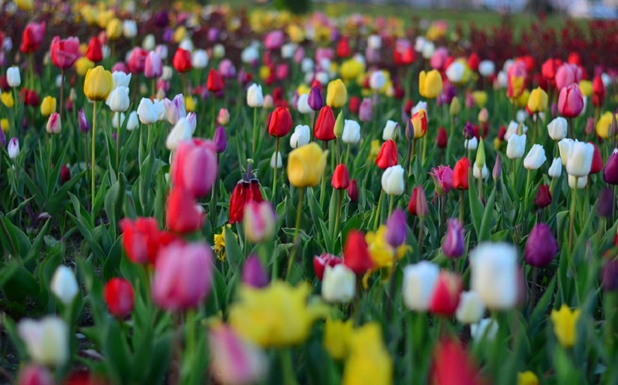 15 Gambar Bunga Tulip yang Indah dan Cantik | Roman Kamelove