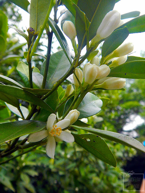 Kumkwat (Citrus japonica/Fortunella japonica) - opis i uprawa kumkwata. Skąd pochodzi, nazewnictwo, historia, odkrycie, uprawa, opis, hodowla w domu, jak wysiać i dbać o kumkwata. Rozmnażanie, podlewanie, jaka ziemia.