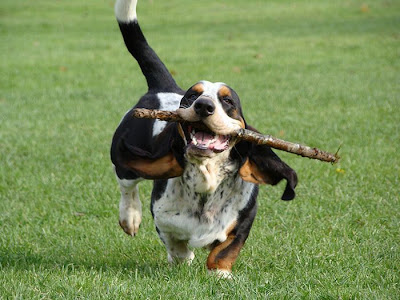 Running Basset Hounds Seen On www.coolpicturegallery.us