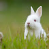 Rabbits eat their own potty, know the strange reason behind it