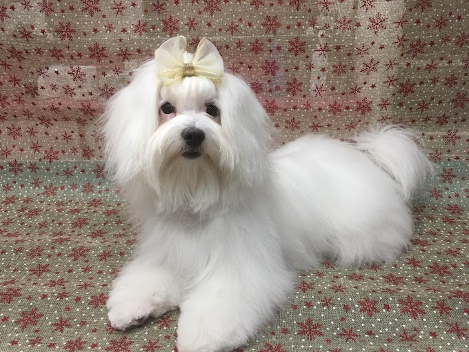 Long Hair Dog Grooming