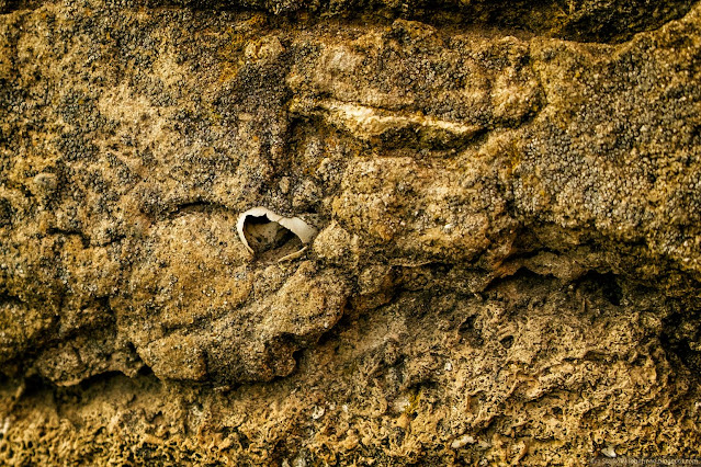 Ракушка в толще известнякового камня