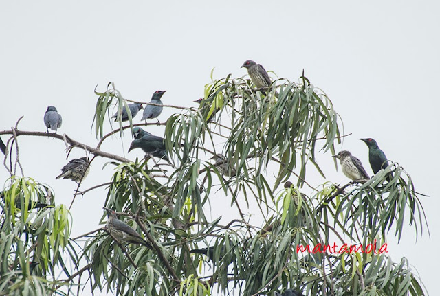 Asian Glossy Starling (Aplonis panayensis)