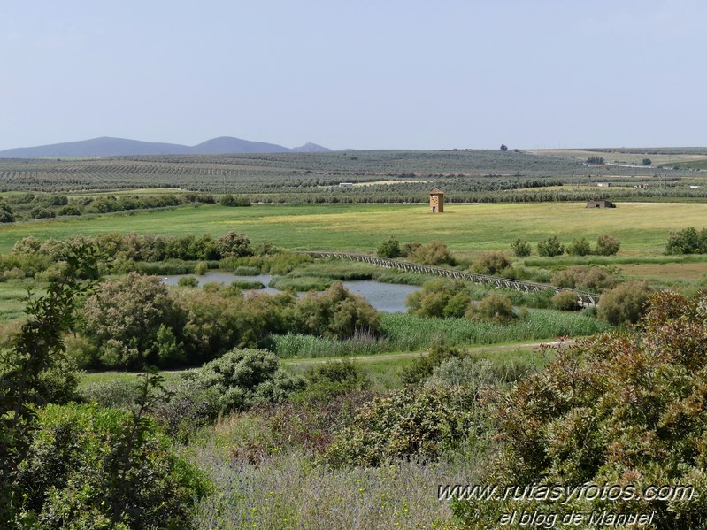 Laguna de Fuente de Piedra y Lagunas de Campillos