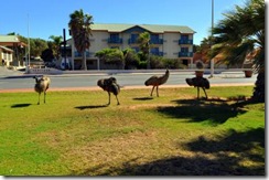 denham locals
