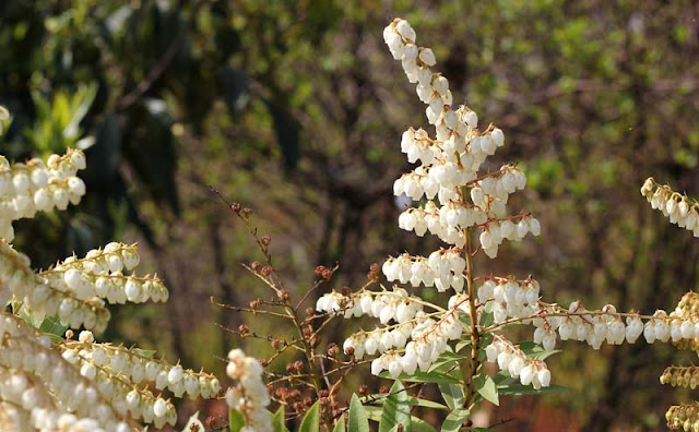 Pieris Japonica Flowers