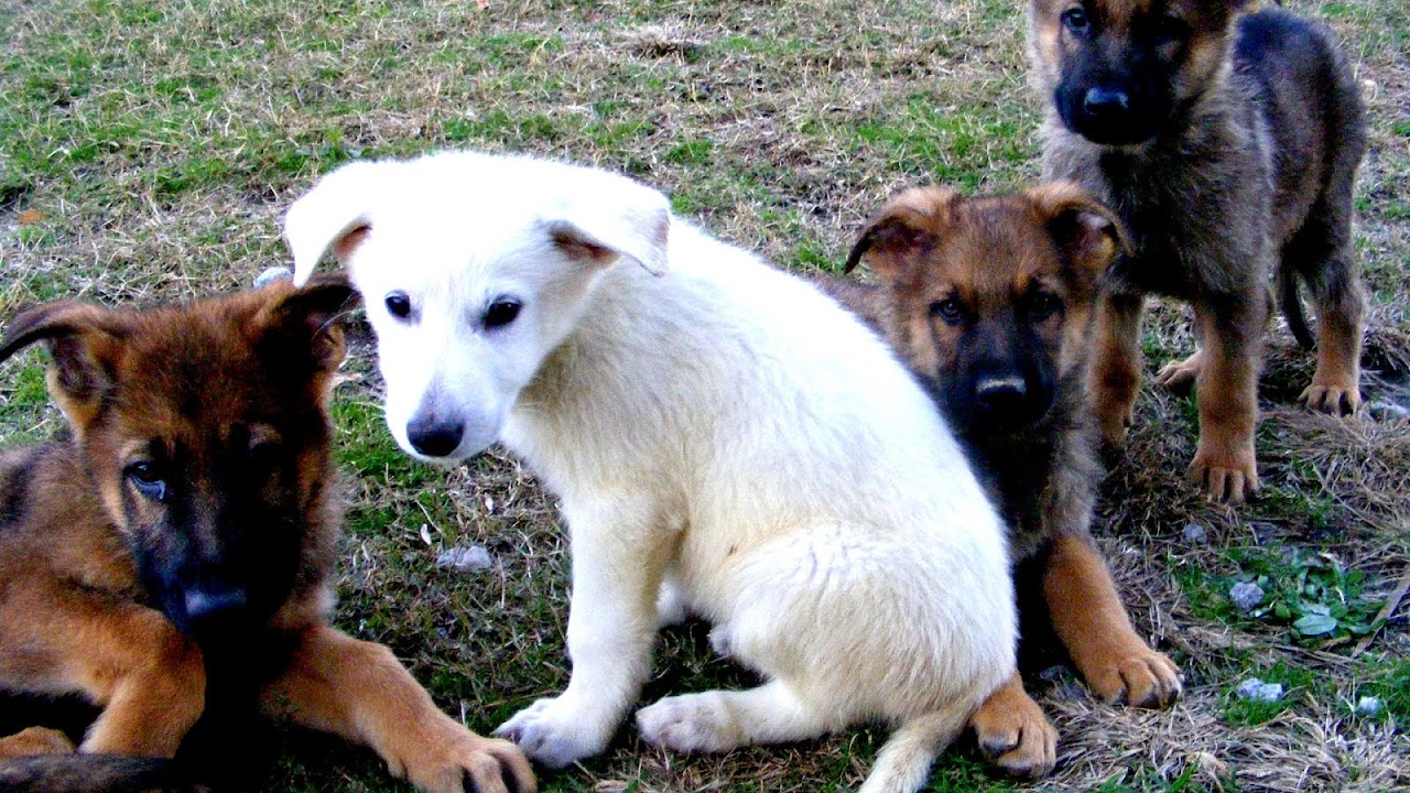 German Shepherd Puppies For Sale In Nc