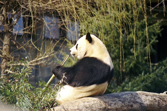 El panda gigante: el animal que sufre más peligro de extinción