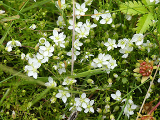 Sagine noueuse - Spergule noueuse - Sagina nodosa