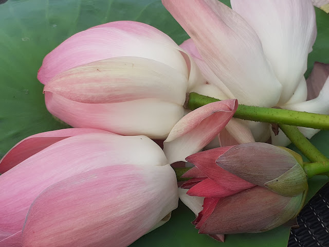Lotus