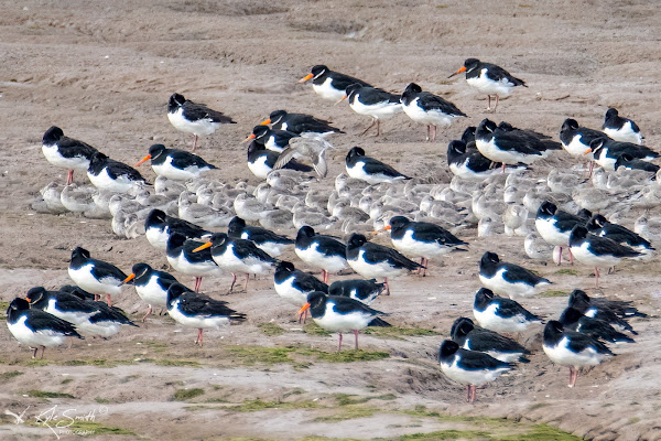 Knot oystercatcher