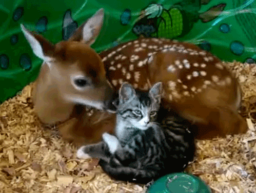 Funny animal gifs - part 10 (10 gifs) | Amazing Creatures