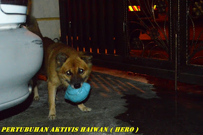 Derita Si Rocky, Dijumpai Terbaring Di Hadapan Pintu Tandas