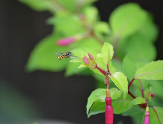 Hover-fly - Episyrphus balteatus grows between 10 - 15 mm