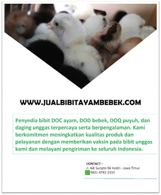 Jual DOC Bibit Ayam Kampung Super Joper Malang Jatim