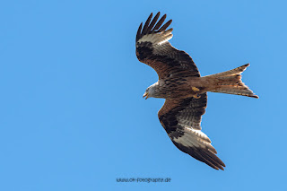 Wildlifefotografie Rotmilan Olaf Kerber