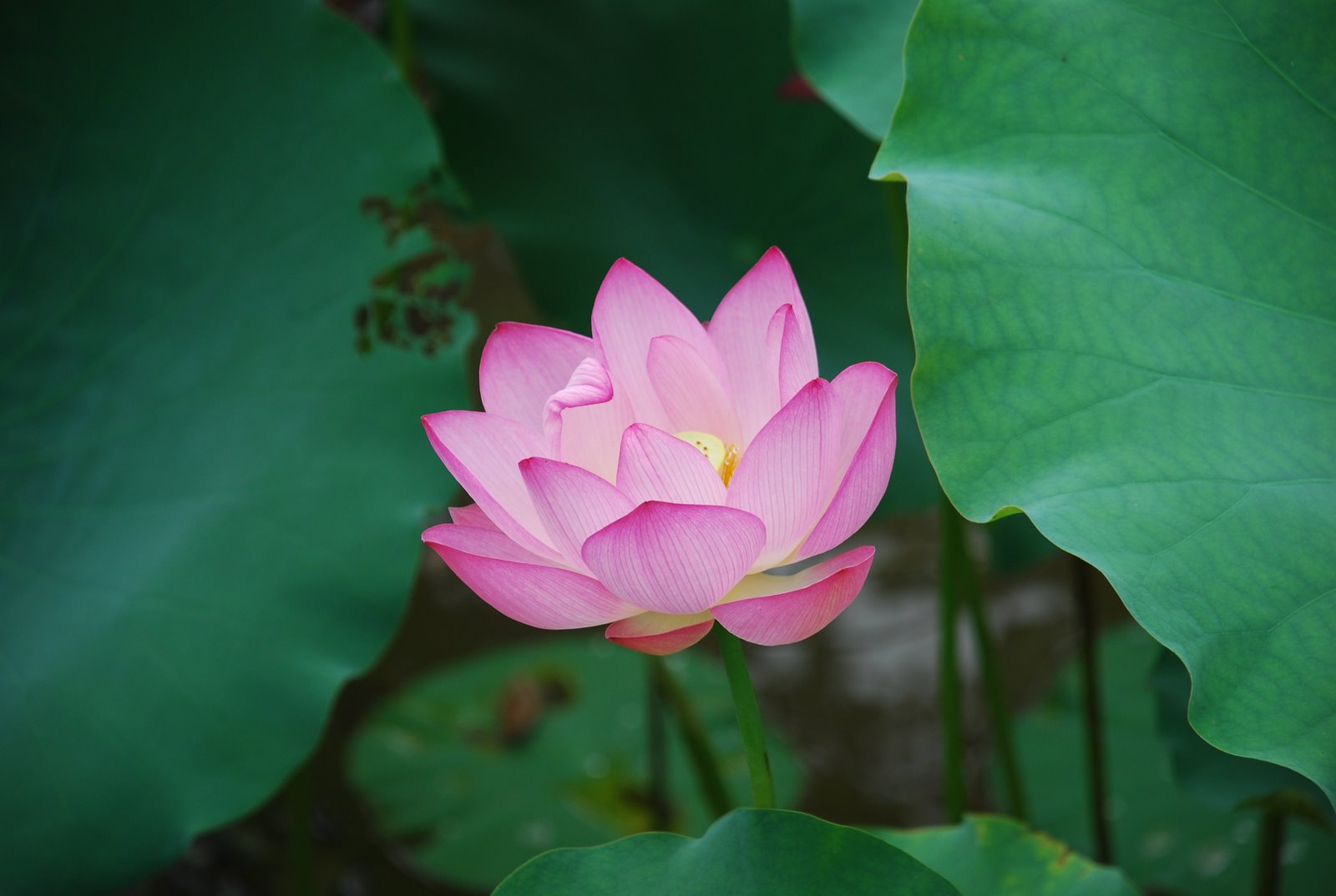 Gambar Bunga Lotus